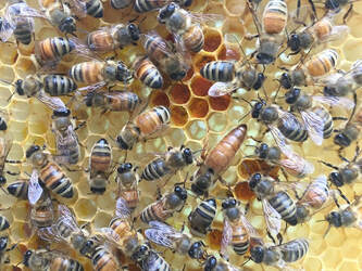 honeybees on comb
